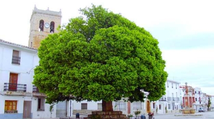 olmo de aras de los olmos